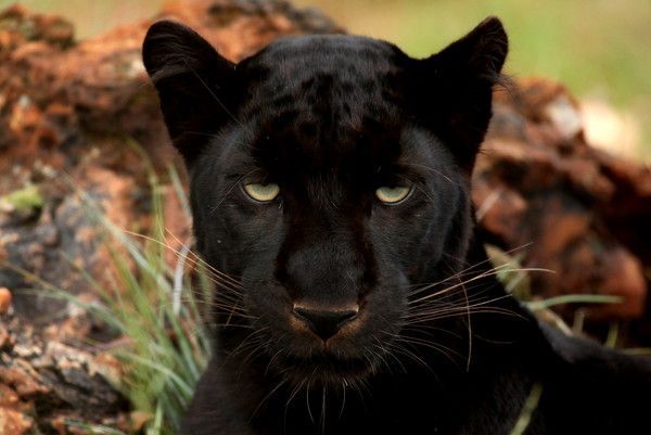 pumas, panthères, lynx, etc ...