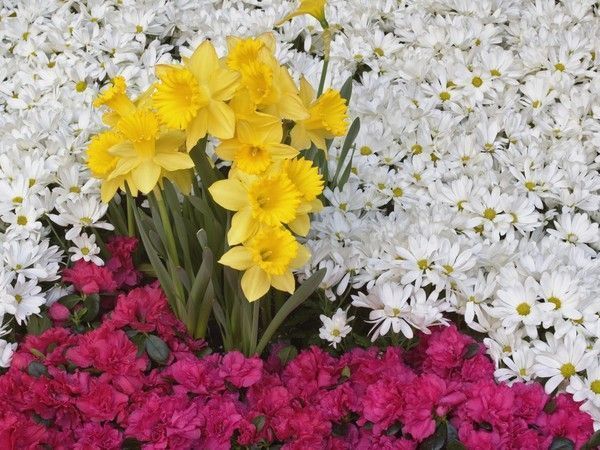 Fleurs