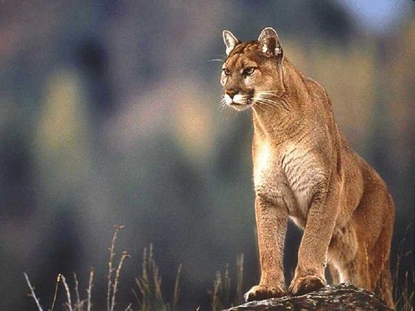 pumas, panthères, lynx, etc ...