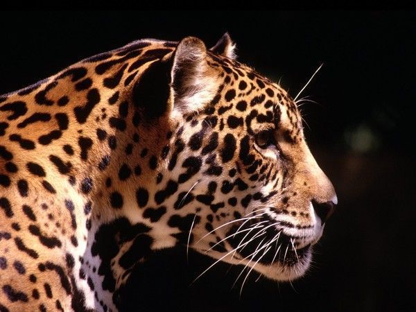 pumas, panthères, lynx, etc ...