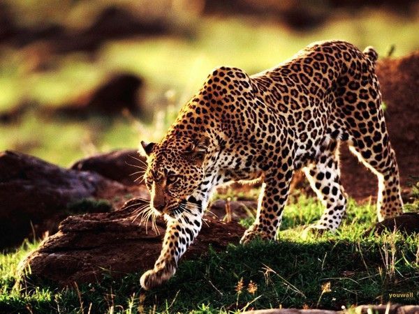 pumas, panthères, lynx, etc ...