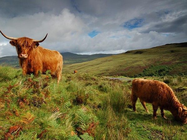 Ecosse