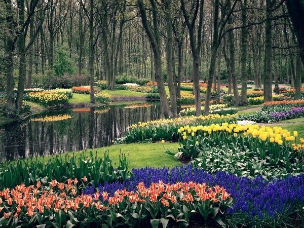Fleurs