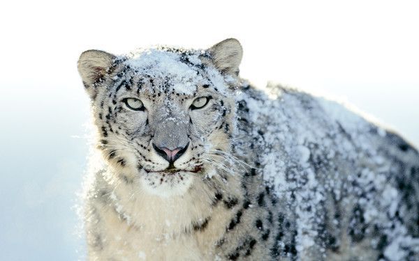 pumas, panthères, lynx, etc ...