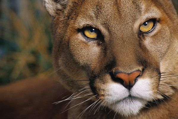 pumas, panthères, lynx, etc ...