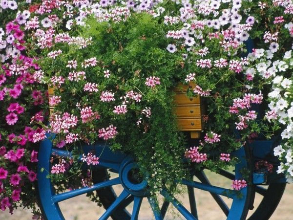 Fleurs
