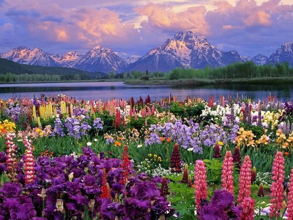 Fleurs