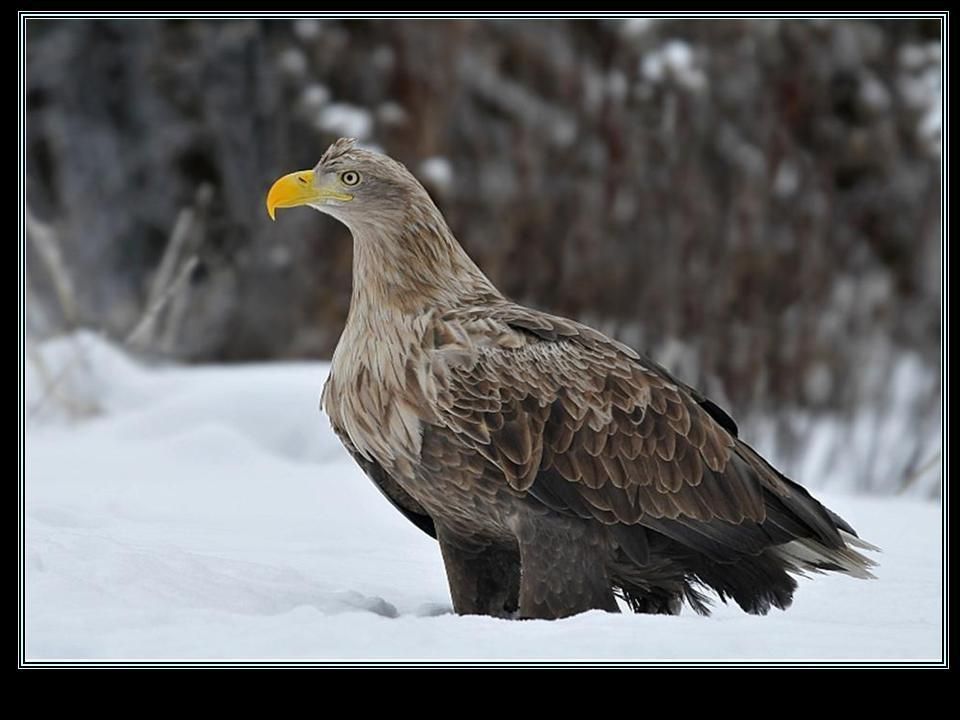 LES RAPACES