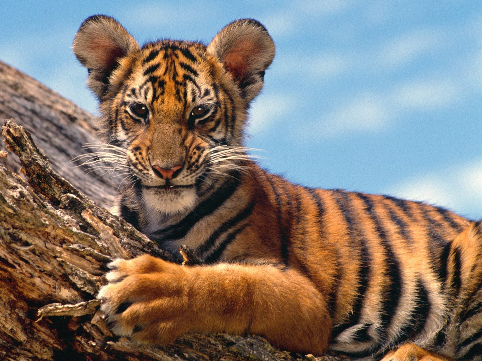 TIGRES