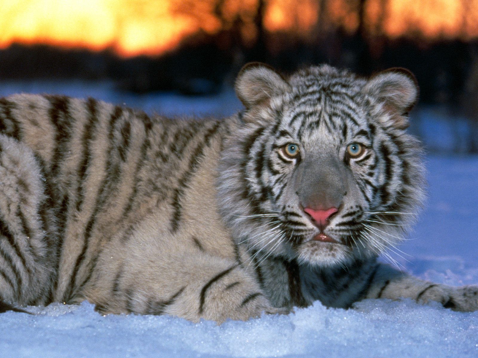 TIGRES