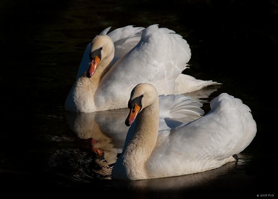 LES CYGNES