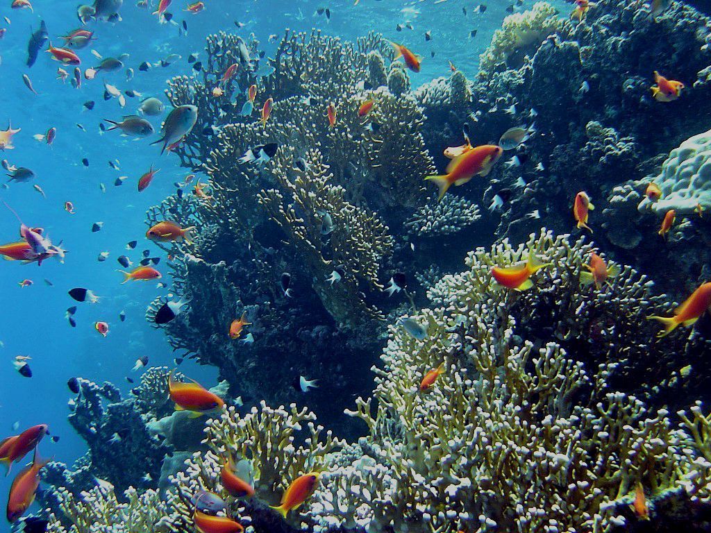 eau douce dans la mer cousteau